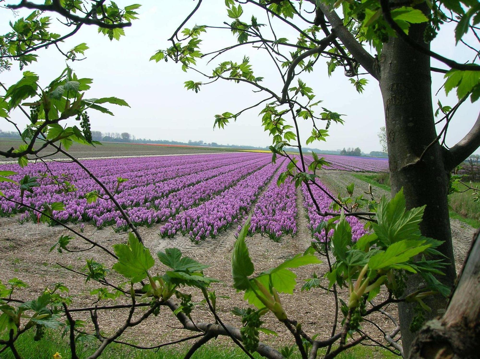 Appels En Peren Bed And Breakfast Breezand ภายนอก รูปภาพ