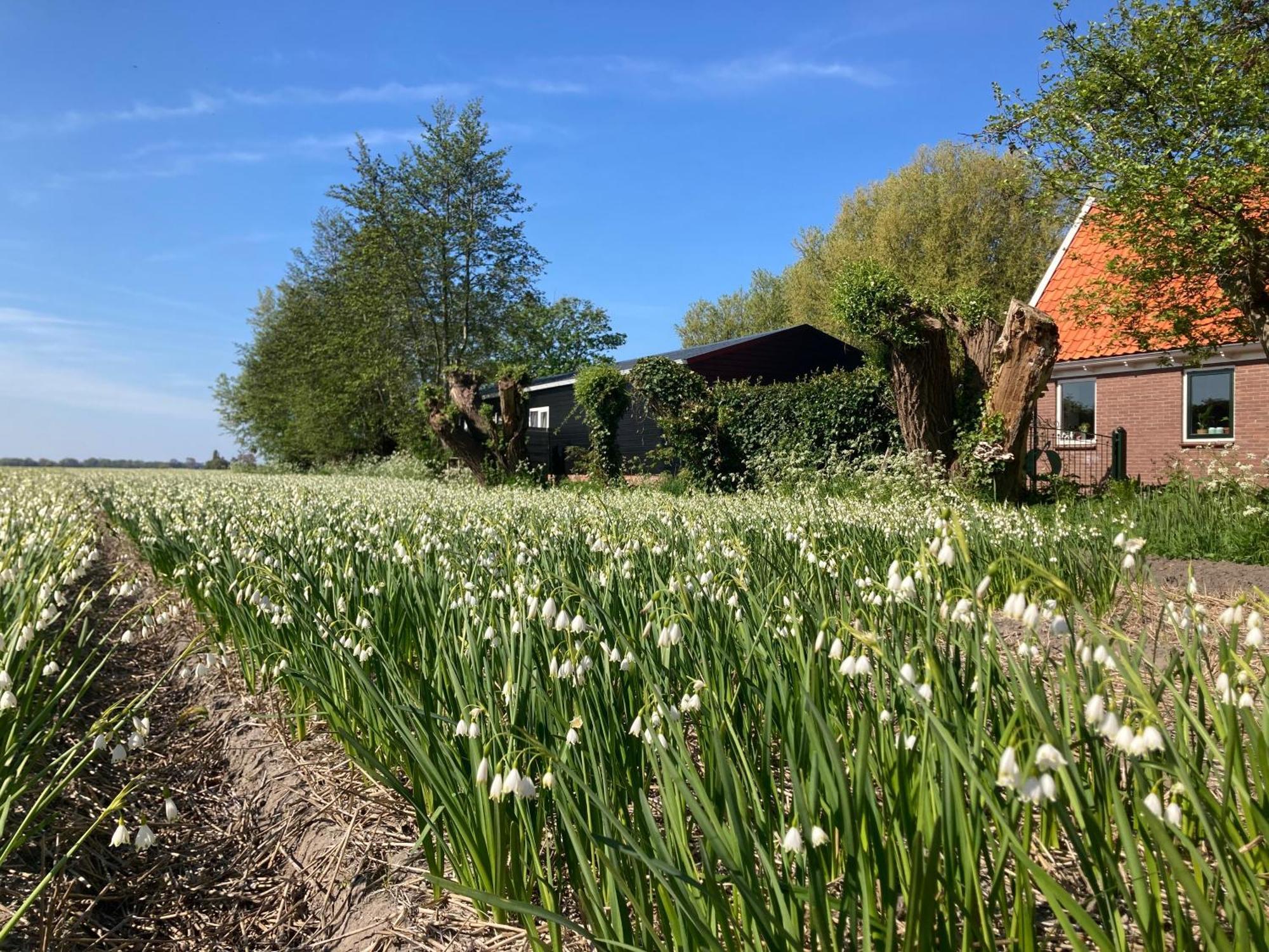 Appels En Peren Bed And Breakfast Breezand ภายนอก รูปภาพ